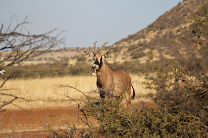 Roan Antelope with Bull Calf