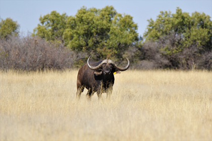 East Africa / Addo Breeding bull