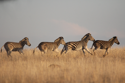 Burchell Zebra Family Group