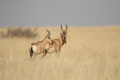 Pregnant Red Hartebeest Cow 
