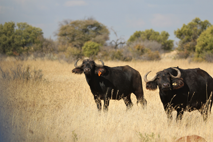 Buffalo Cow with Bull Calf