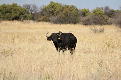 Pregnant Buffalo Heifer 