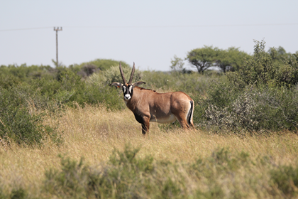 Roan Antelope Bull