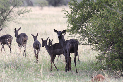 Black Impala Ram and Ewes