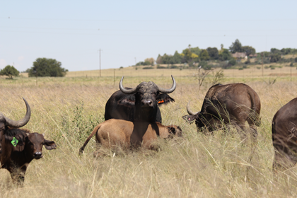 Pregnant Buffalo Cow with Bull Calf 