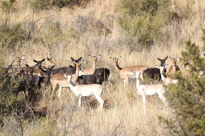 Impala Family Group Package