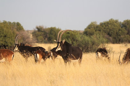 Zambian X Sable Bull