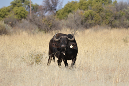 Pregnant Buffalo Cow with Bull Calf