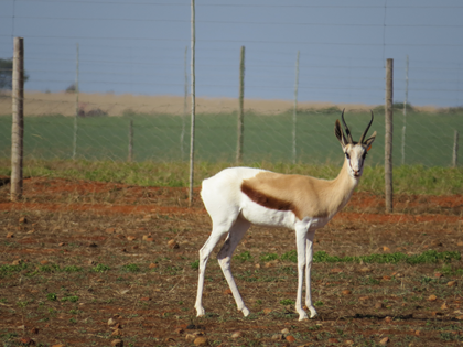King Kalahari Springbuck