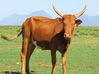 Pregnant Ankole Heifer in Calf to Ramaphosa