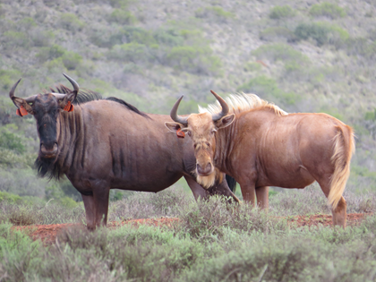 Possible 3-in-1 Golden GNU Cows 