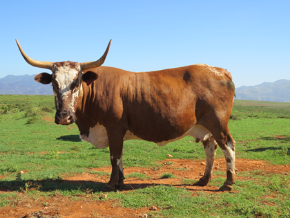 Pregnant Cross Ankole Cows in Calf to Ramaphosa