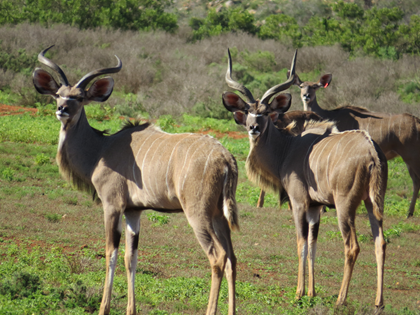 Kudu Bull - Son of 61" Yster