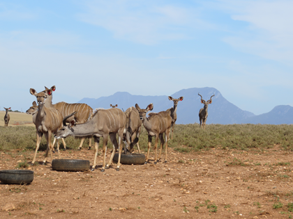     Kudu - Daughters of 61" Yster