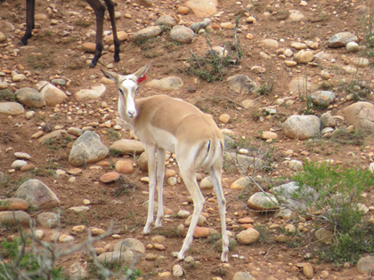 White Flanked Impala
