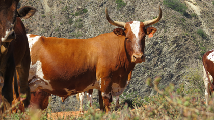 Cow Pregnant of Ramaphosa (3 - in - 1)