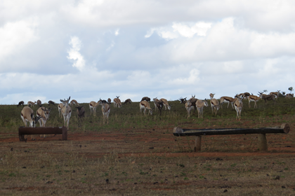 Kalahari Springbuck  Family Group