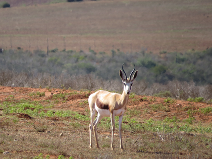     10"+ Springbuck Kalahari Ewes pregnant to 16" Kalahari ram