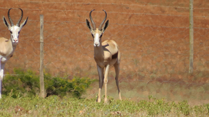 Kalahari Copper Springbuck Ram