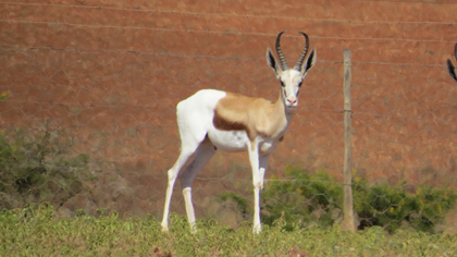 Kalahari Kings Springbuck Young Ram