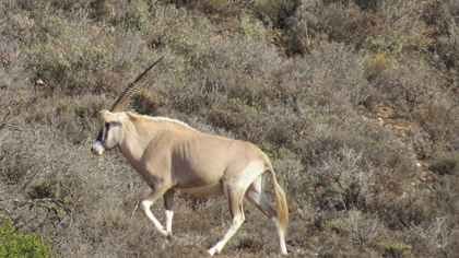 Golden Oryx Bull