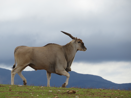 Cape Eland Bull "BIG BOY"