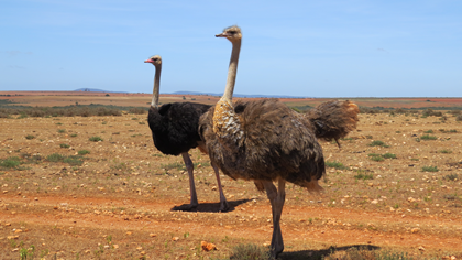     Ostrich Breeding Pair 