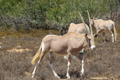     Golden Oryx Females 