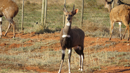 Bushbuck Young Ram