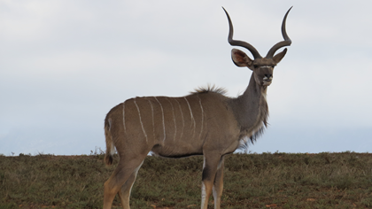 Young Kudu Bull - Son of "Yster 61"