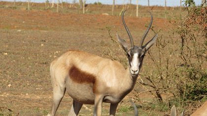     Kalahari Springbuck Copper Ewes 12 -13" pregnant of 16½" Copper Ram