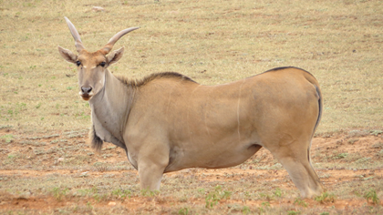 Livingstone Eland Heifer Pregnant